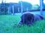 Labrador retriever Ice man (Ludvig) - Ludvig