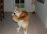 Akita inu Silver - "..... Hvad!?"