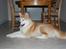 Akita inu Silver - "Jeg er trææææt..."