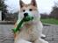 Akita inu Silver - "Hvad er der!? Den smager som kylling!"