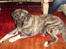 Kangal Efe - EFe 4