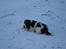 Engelsk springer spaniel Lady - Jeg nyder sneen