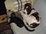Engelsk springer spaniel Lady - Idyl i sofaen, den sorte er Puk den anden hedder Sif