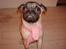 Mops Perle