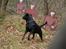 Rottweiler Victor - Uhh... Det er da utrolig hvad man skal udsættes for, når man skal avlskåres...