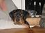 Rottweiler Victor