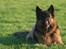 Schæferhund Thor R.I.P.
