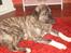 Kangal Efe