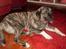 Kangal Efe