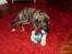 Kangal Efe