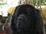 Newfoundlænder Tasso <3 R.I.P bedste!