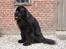 Newfoundlænder Tasso <3 R.I.P bedste!