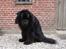 Newfoundlænder Tasso <3 R.I.P bedste!
