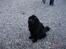 Newfoundlænder Tasso <3 R.I.P bedste!