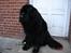 Newfoundlænder Tasso <3 R.I.P bedste!