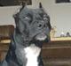 Amerikansk staffordshire terrier myrna