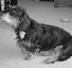 Gravhund Thilde