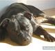 Staffordshire bull terrier (Engelsk) Basse