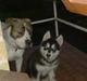 Alaskan malamute spike