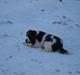 Engelsk springer spaniel Lady