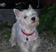 West highland white terrier Sille