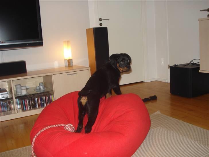 Rottweiler Chica - Er jeg ikke sød :)  billede 9