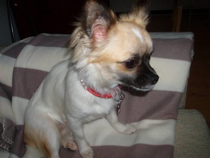 Chihuahua Dior billede 6