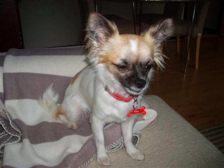 Chihuahua Dior billede 7