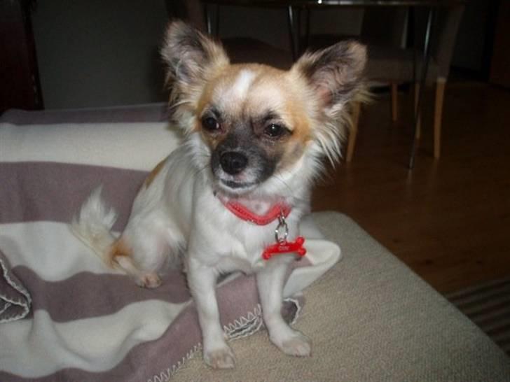 Chihuahua Dior billede 8