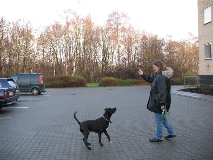 Blanding af racer Eiko billede 1