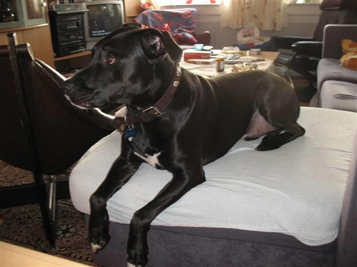 Blanding af racer Eiko - jeg elsker min sofa billede 2