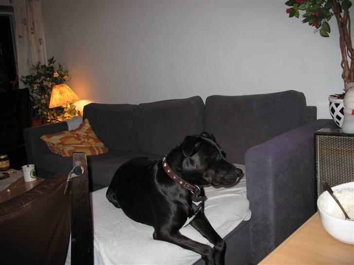 Blanding af racer Eiko billede 3