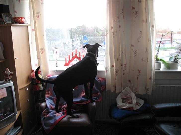 Blanding af racer Eiko - og jeg elsker at kigge ud af vinduet billede 4