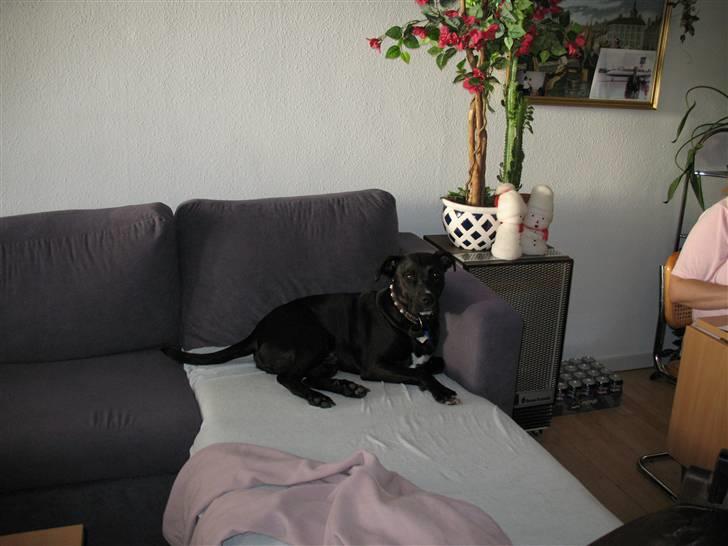 Blanding af racer Eiko billede 5