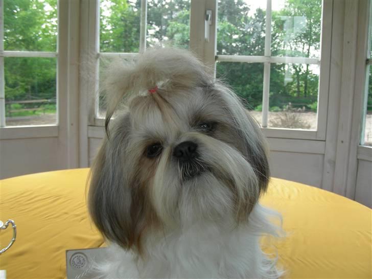 Shih tzu Chini billede 1