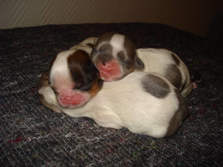 Shih tzu Chini billede 2