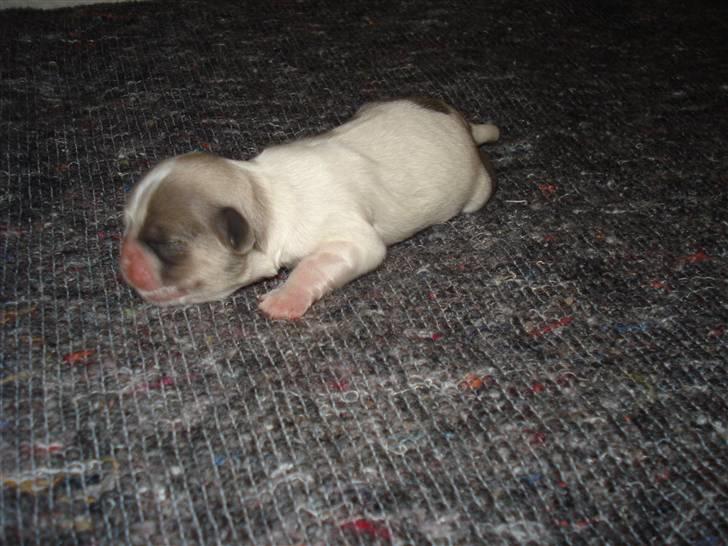 Shih tzu Chini billede 3