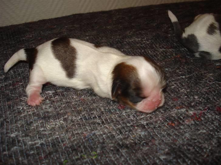 Shih tzu Chini billede 4