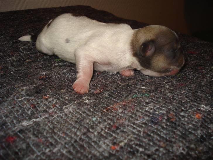 Shih tzu Chini billede 5