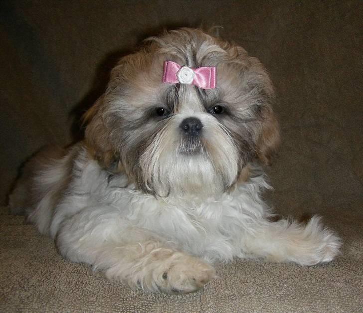Shih tzu Chini billede 6