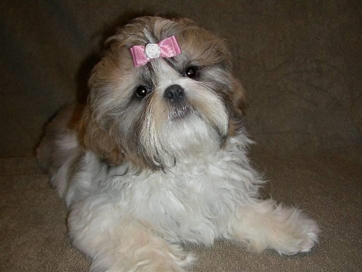 Shih tzu Chini billede 7
