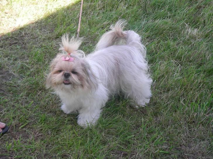 Shih tzu Chini billede 8