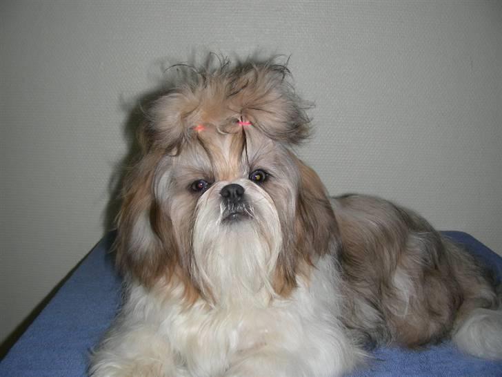 Shih tzu Chini billede 9