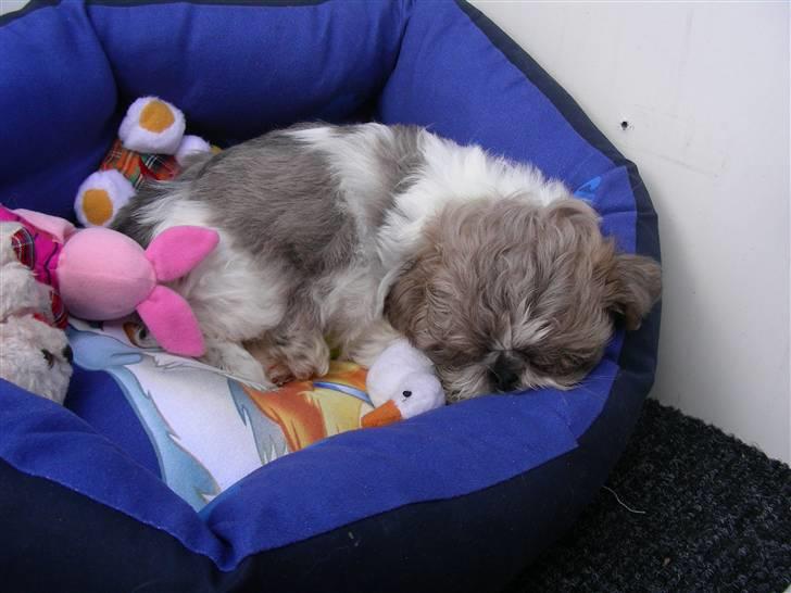 Shih tzu Chini billede 10
