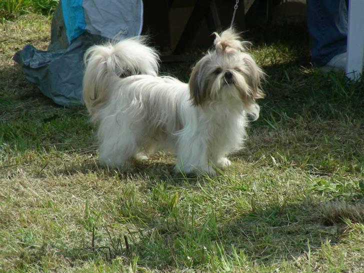 Shih tzu Chini billede 11