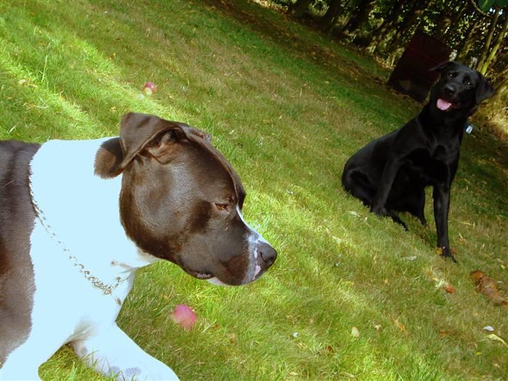 Blanding af racer - Kaldenavn Choice - Se Rickos profil her - http://www.hundegalleri.dk/html/gal_visbil.asp?ID=17073 billede 12