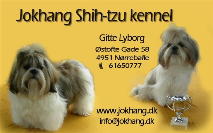 Shih tzu Chini billede 12
