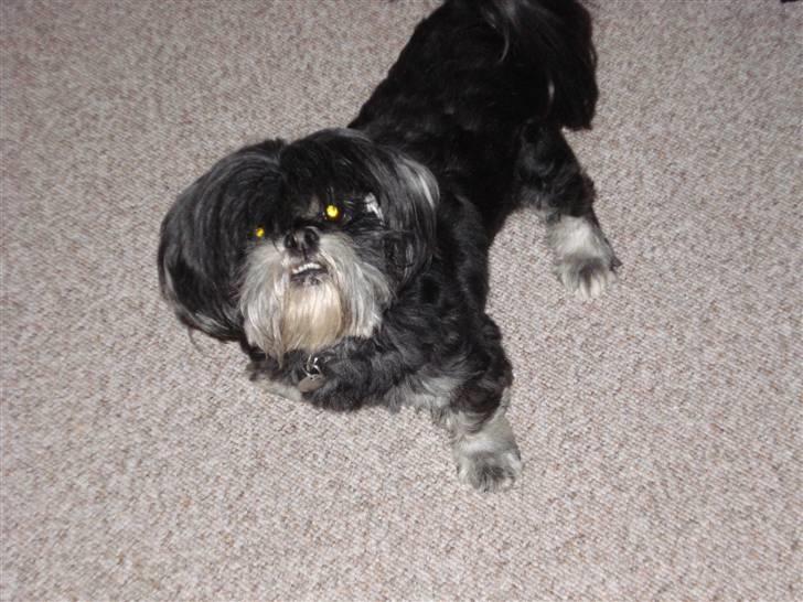 Lhasa apso - kaldenavn Bimmer billede 14