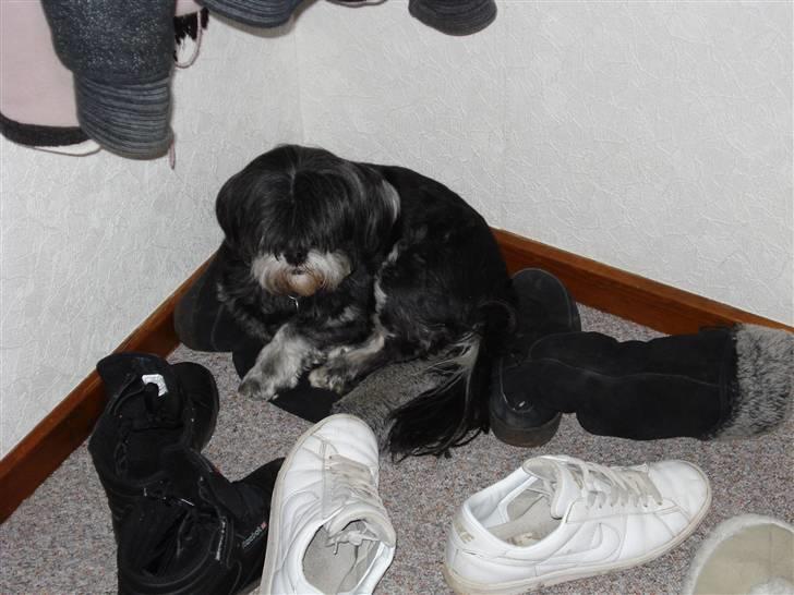 Lhasa apso - kaldenavn Bimmer billede 15