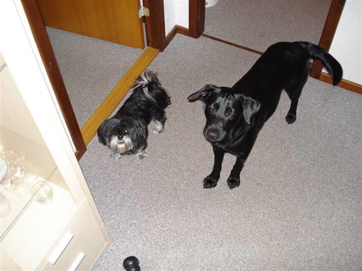 Lhasa apso - kaldenavn Bimmer billede 16